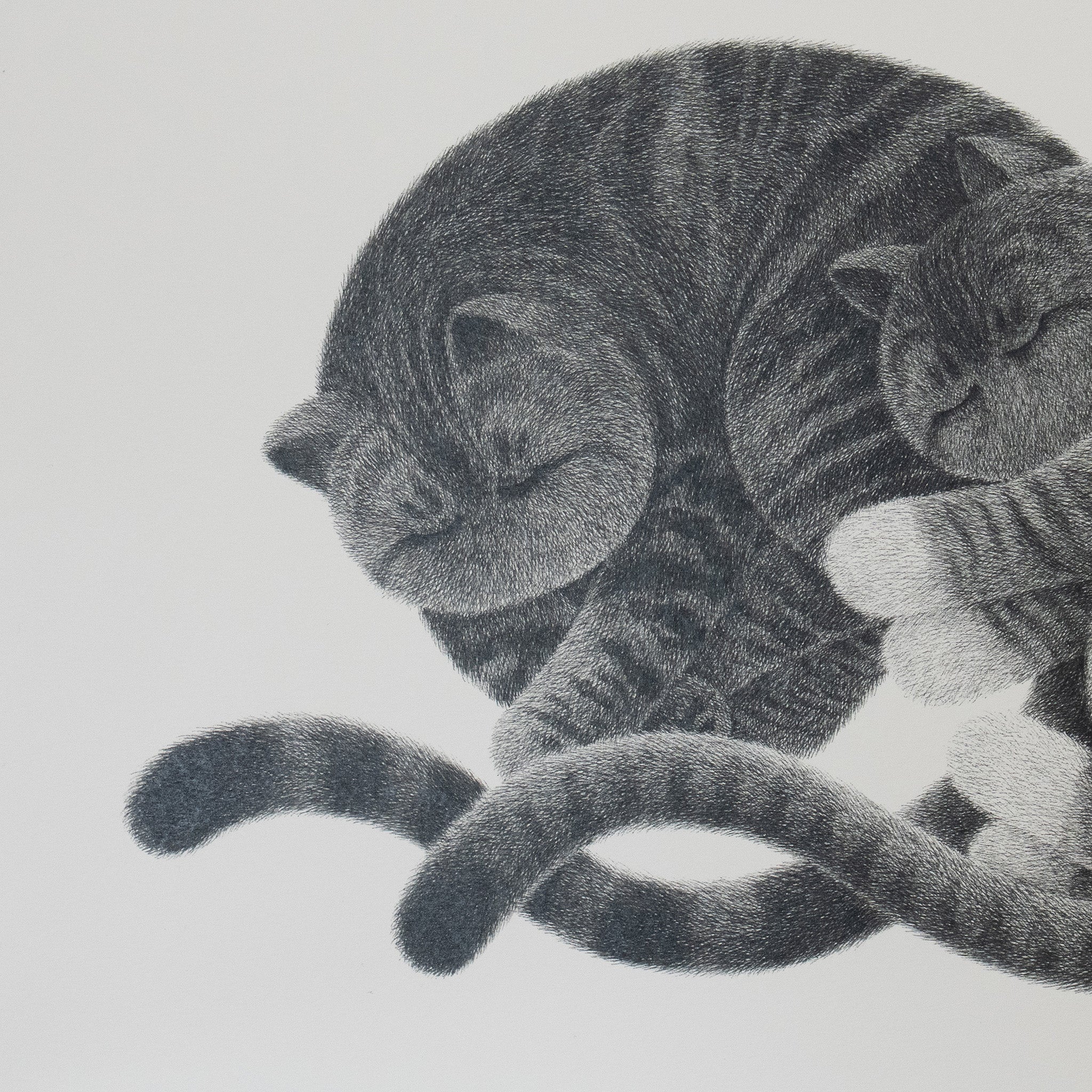 The Furry Thing by Kamwei Fong – by GASBOOK